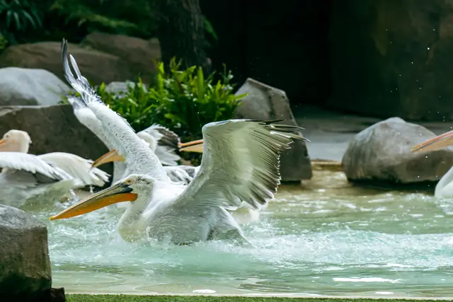 Mandai Bird Park 0001