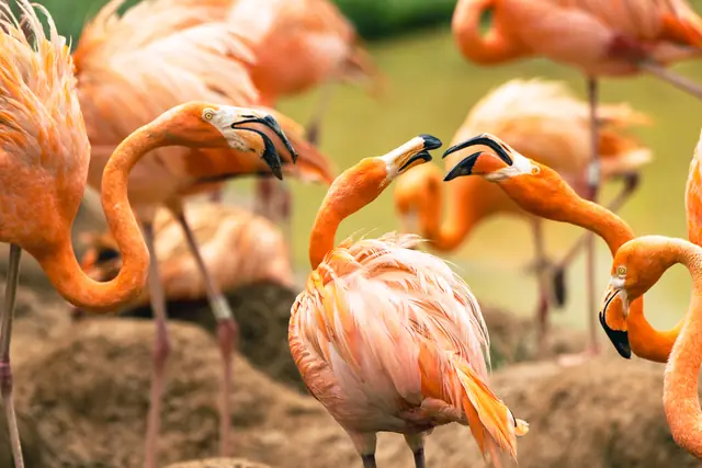 Mandai Bird Park 0002