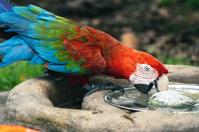 Mandai Bird Park 0003