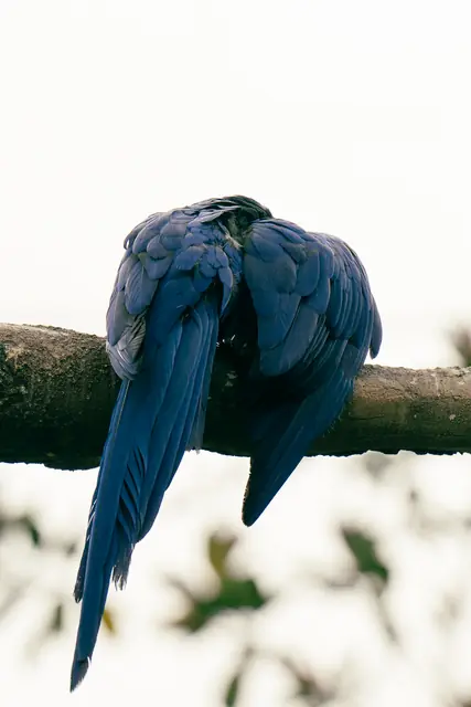 Mandai Bird Park 0004