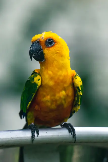 Mandai Bird Park 0005