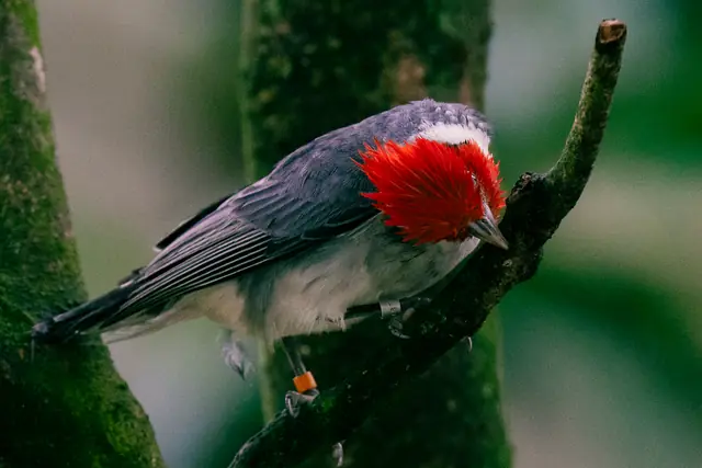 Mandai Bird Park 0006