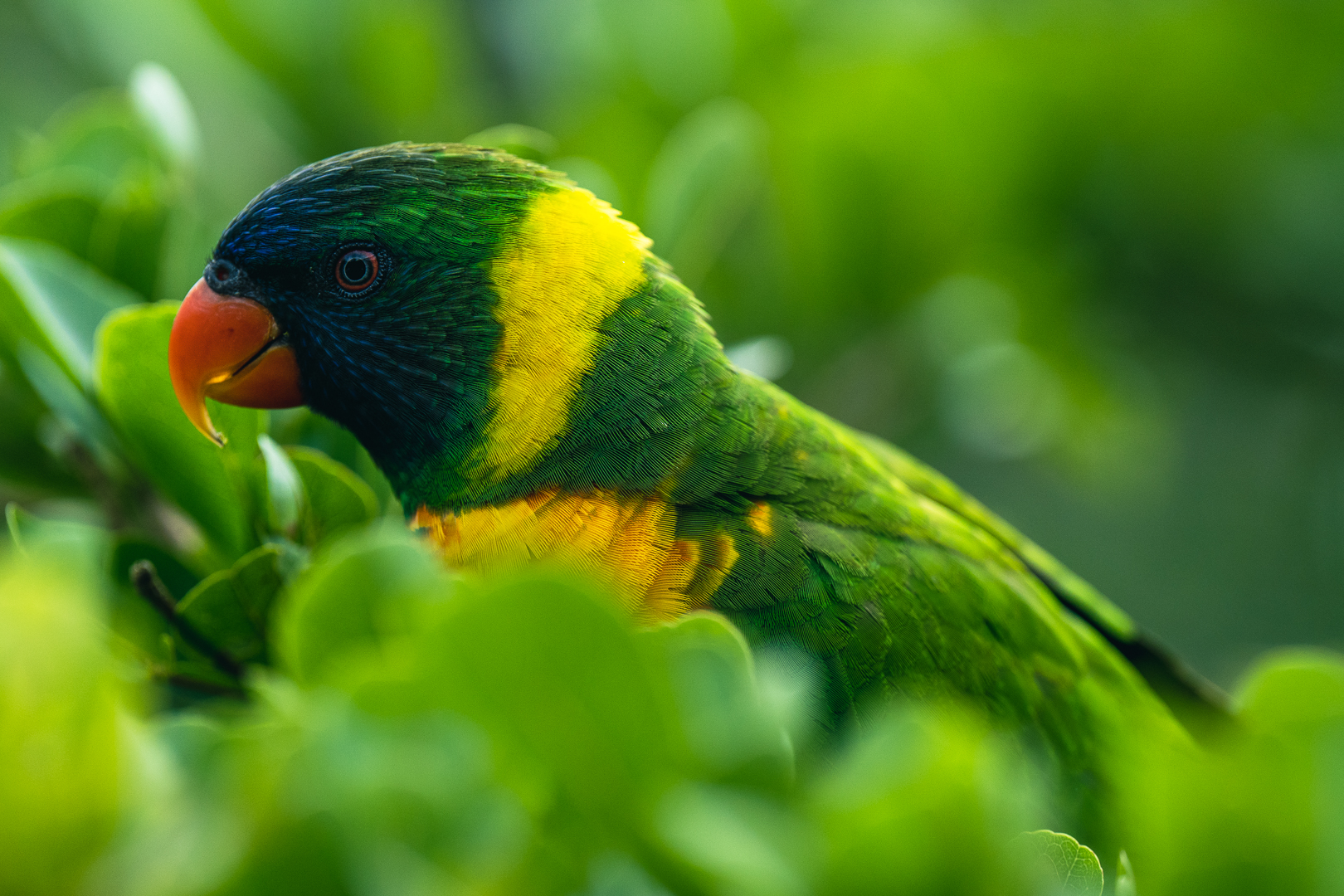 Mandai Bird Park 0011 by Jason Mok